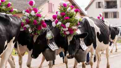 A Living Tradition of Seasonal Movement A Living Tradition of Seasonal Movement