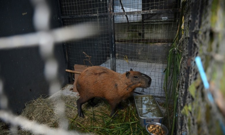 Eight people arrested in Brazil for ‘brutal’ attack on capybara Eight people arrested in Brazil for ‘brutal’ attack on capybara