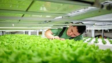 Greenland entrepreneur gambles on leafy greens Greenland entrepreneur gambles on leafy greens