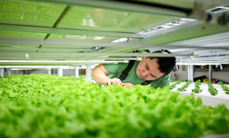 Greenland entrepreneur gambles on leafy greens Greenland entrepreneur gambles on leafy greens