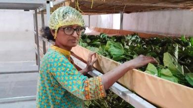 From scientist to silk farmer: India’s silk industry renewal From scientist to silk farmer: India’s silk industry renewal