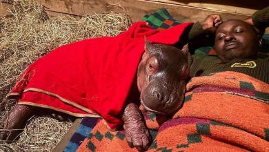 Orphaned baby hippo to be hand-reared by keepers at Kenya sanctuary Orphaned baby hippo to be hand-reared by keepers at Kenya sanctuary