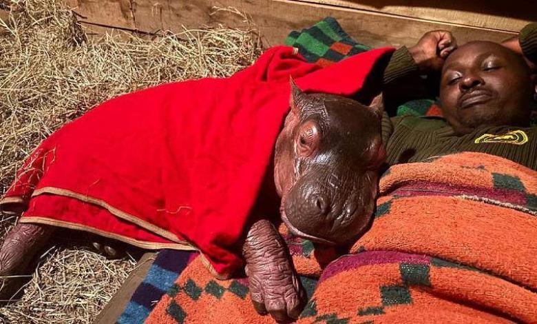 Orphaned baby hippo to be hand-reared by keepers at Kenya sanctuary Orphaned baby hippo to be hand-reared by keepers at Kenya sanctuary