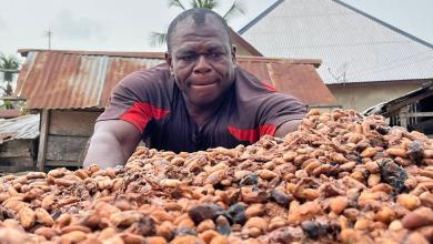 Bitter times for cocoa farmers as chocolate market slumps Bitter times for cocoa farmers as chocolate market slumps