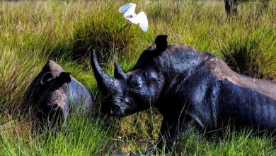 Forty years after the last one was poached, rhinos are back in the wild in Uganda Forty years after the last one was poached, rhinos are back in the wild in Uganda