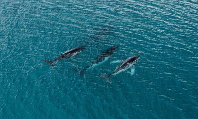 2 humpback whales swam record-breaking distance, photos reveal 2 humpback whales swam record-breaking distance, photos reveal