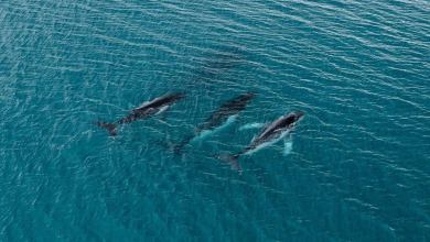 2 humpback whales swam record-breaking distance, photos reveal 2 humpback whales swam record-breaking distance, photos reveal