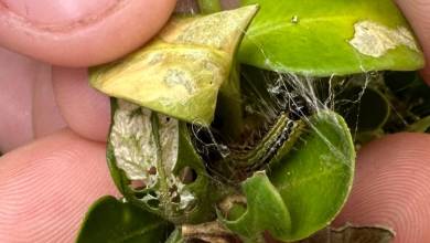 This pesky critter is destroying your boxwood shrubs. How to stop it This pesky critter is destroying your boxwood shrubs. How to stop it