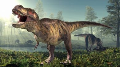 Fossil analysis changes what paleontologists know about how long T. rex took to grow full size Fossil analysis changes what paleontologists know about how long T. rex took to grow full size
