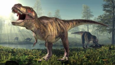 Why did T. rex have tiny arms? A new study may finally have the answer Why did T. rex have tiny arms? A new study may finally have the answer