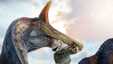 The first new Spinosaurus species identified in over a century The first new Spinosaurus species identified in over a century