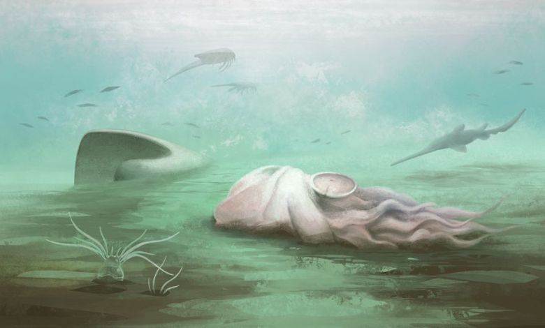 The ‘oldest octopus’ in the world isn’t an octopus after all, scientists find The ‘oldest octopus’ in the world isn’t an octopus after all, scientists find