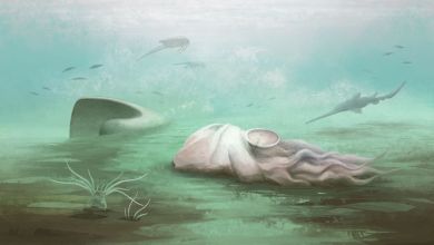 The ‘oldest octopus’ in the world isn’t an octopus after all, scientists find The ‘oldest octopus’ in the world isn’t an octopus after all, scientists find