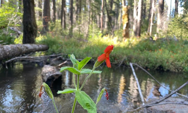 A wildflower in California reveals a newly documented evolutionary process A wildflower in California reveals a newly documented evolutionary process