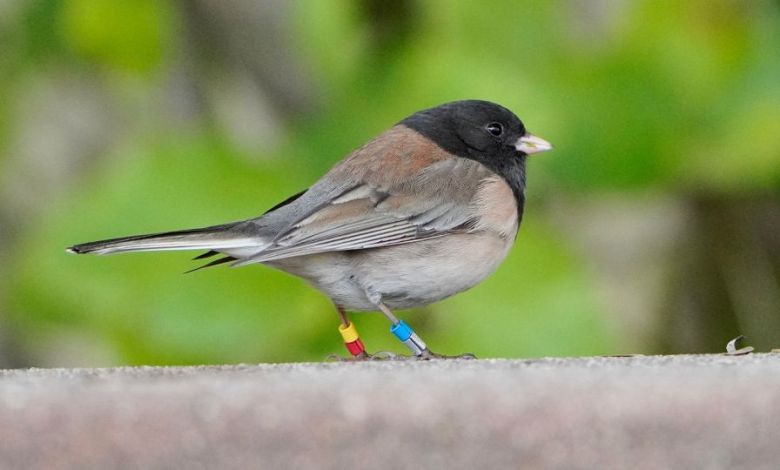 Birds at a college changed beak shapes during the pandemic. It might be a case of rapid evolution Birds at a college changed beak shapes during the pandemic. It might be a case of rapid evolution