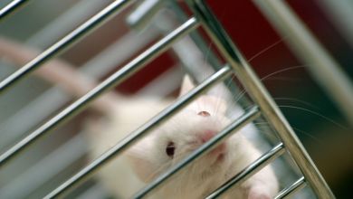 The push to end animal testing is gaining steam, but technology can’t fill the gap yet The push to end animal testing is gaining steam, but technology can’t fill the gap yet