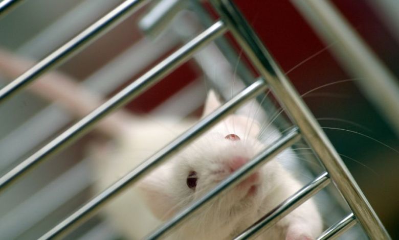 The push to end animal testing is gaining steam, but technology can’t fill the gap yet The push to end animal testing is gaining steam, but technology can’t fill the gap yet