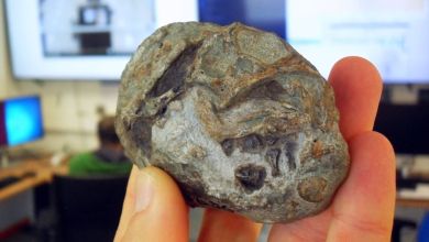 This 250-million-year-old fossil proves mammal ancestors laid eggs This 250-million-year-old fossil proves mammal ancestors laid eggs