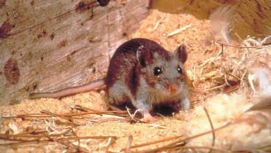 The country where lethal hantavirus cases are on the rise. Experts blame climate change The country where lethal hantavirus cases are on the rise. Experts blame climate change