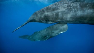 ‘And then we saw the little head.’ Scientists witness rare sperm whale birth ‘And then we saw the little head.’ Scientists witness rare sperm whale birth
