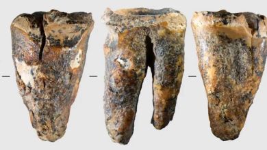 59,000-year-old tooth offers a rare glimpse into how Neanderthals handled a medical problem 59,000-year-old tooth offers a rare glimpse into how Neanderthals handled a medical problem