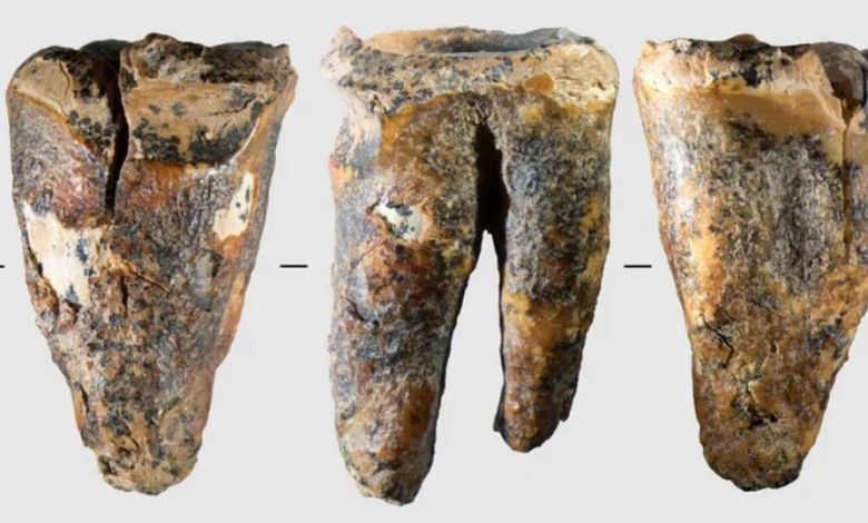 59,000-year-old tooth offers a rare glimpse into how Neanderthals handled a medical problem 59,000-year-old tooth offers a rare glimpse into how Neanderthals handled a medical problem
