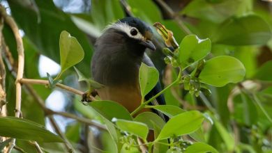 A flower in Asia bucks the rules of evolution, puzzling scientists A flower in Asia bucks the rules of evolution, puzzling scientists