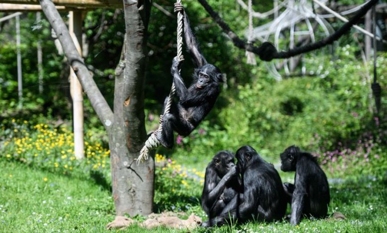 Bonobos are capable of pretend play, just like human children Bonobos are capable of pretend play, just like human children