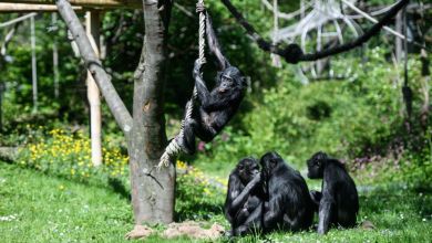 Bonobos are capable of pretend play, just like human children Bonobos are capable of pretend play, just like human children