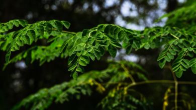 This ‘miracle tree’ can filter more than 98% of microplastics from tap water This ‘miracle tree’ can filter more than 98% of microplastics from tap water