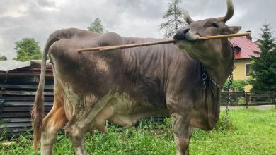 Researchers identify tool use in a pet cow, indicating livestock might be smarter than thought Researchers identify tool use in a pet cow, indicating livestock might be smarter than thought