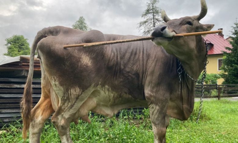 Researchers identify tool use in a pet cow, indicating livestock might be smarter than thought Researchers identify tool use in a pet cow, indicating livestock might be smarter than thought
