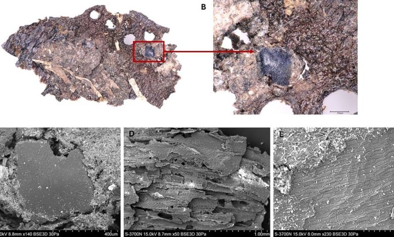 What was on the menu for Stone Age cooks? The results are surprising What was on the menu for Stone Age cooks? The results are surprising