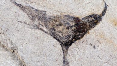Fossils from China show complex life evolved millions of years earlier than once thought Fossils from China show complex life evolved millions of years earlier than once thought