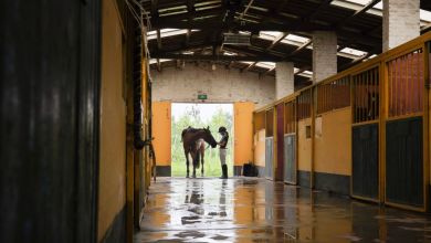 Horses really can smell our fear, new study finds Horses really can smell our fear, new study finds