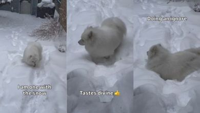 Dog Nearly Matches His Fur With Snow in Adorable Video Dog Nearly Matches His Fur With Snow in Adorable Video