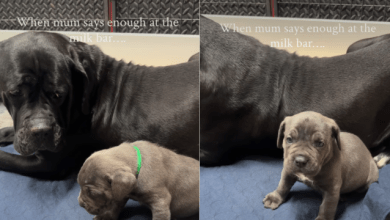 Mama Dog Teaches Her Newborn Pups Boundaries in Funny Video Mama Dog Teaches Her Newborn Pups Boundaries in Funny Video