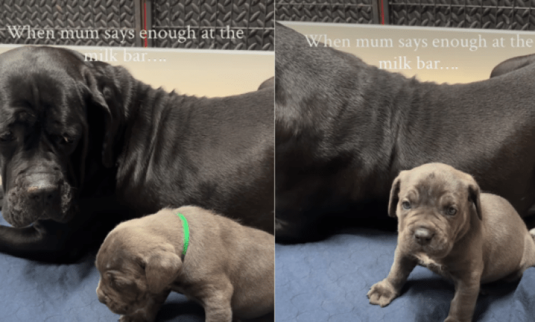 Mama Dog Teaches Her Newborn Pups Boundaries in Funny Video Mama Dog Teaches Her Newborn Pups Boundaries in Funny Video