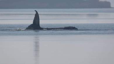 Rescue plan for stranded whale off Germany’s coast to be revised Rescue plan for stranded whale off Germany’s coast to be revised