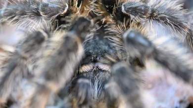Woman forgets 20 tarantulas on German train Woman forgets 20 tarantulas on German train