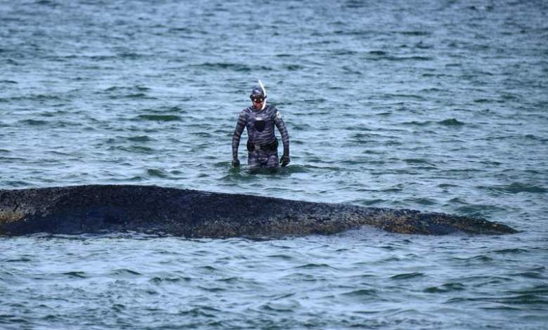 Rescuers again fail to free whale stranded on Germany’s Baltic coast Rescuers again fail to free whale stranded on Germany’s Baltic coast