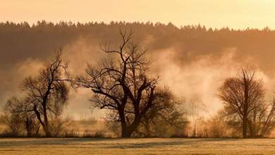 Report finds German forests still suffering from heat and drought Report finds German forests still suffering from heat and drought