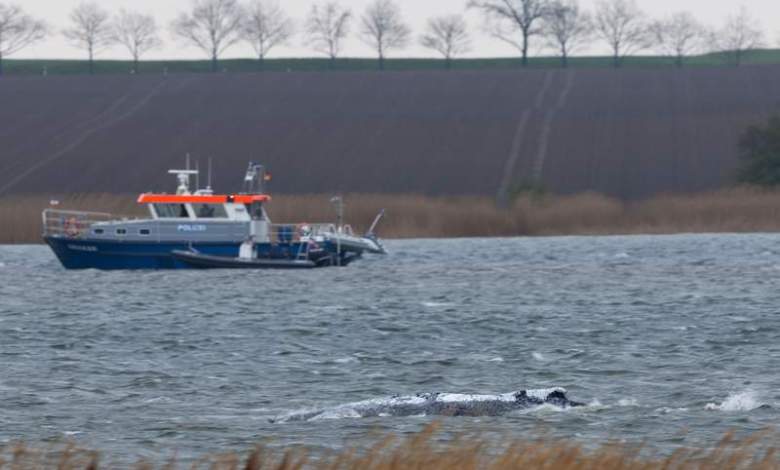 Humpback whale stranded off Germany’s Baltic coast starts swimming Humpback whale stranded off Germany’s Baltic coast starts swimming