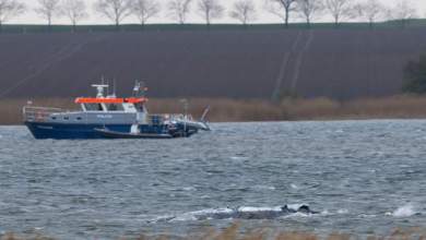 Humpback whale stranded off Germany’s Baltic coast starts swimming Humpback whale stranded off Germany’s Baltic coast starts swimming