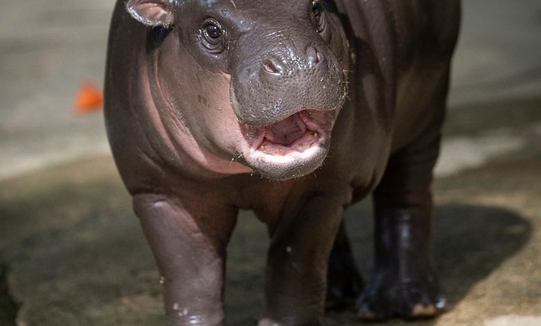 Moo Deng’s Zoo Responds to Concerns Over Pygmy Hippo’s “Sad” Habitat Moo Deng’s Zoo Responds to Concerns Over Pygmy Hippo’s “Sad” Habitat