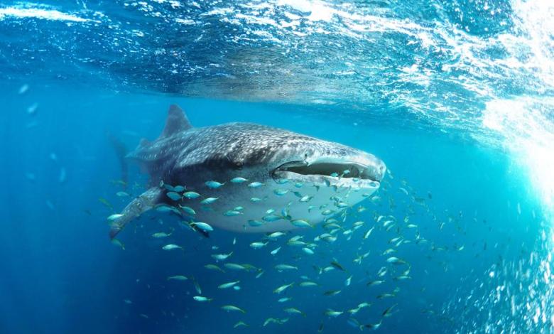 What Middle East Conflict Could Mean For The World’s Largest Whale Shark Gathering What Middle East Conflict Could Mean For The World’s Largest Whale Shark Gathering
