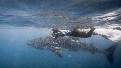 One Whale Shark’s Historic Indian Ocean Migration One Whale Shark’s Historic Indian Ocean Migration