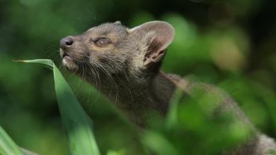 Meet The Fossa — The Apex Predator That Baffled Scientists For Decades Meet The Fossa — The Apex Predator That Baffled Scientists For Decades