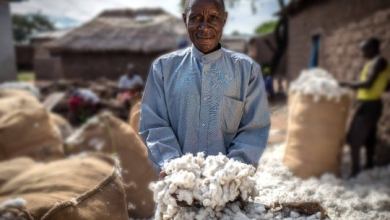 Aid by Trade verified cotton network hits record growth Aid by Trade verified cotton network hits record growth