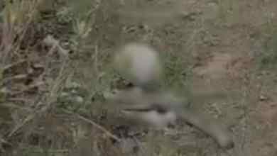 Police confirm remains found in Jerusalem woods belong to Finnish tourist Police confirm remains found in Jerusalem woods belong to Finnish tourist